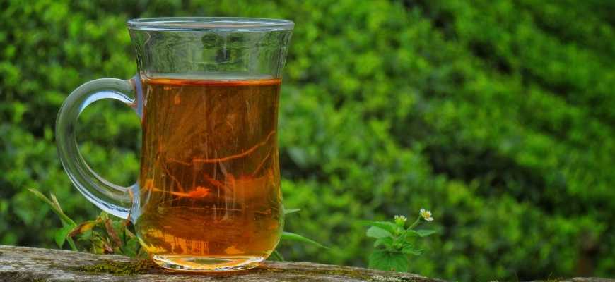 Tea Gardens in darjeeling