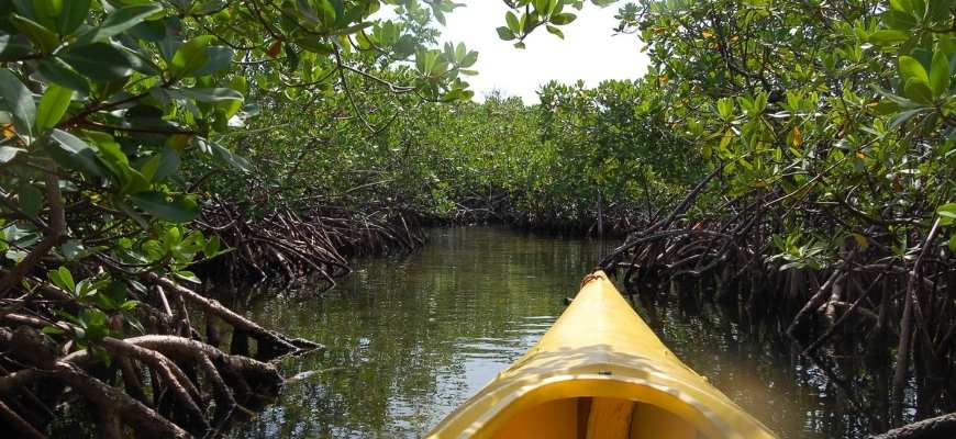 kayaking in Mangrove