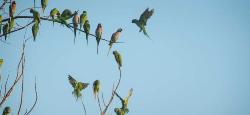 Parrot Island