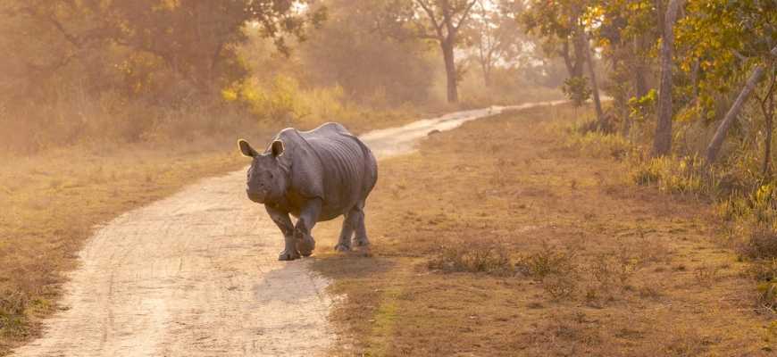 Kaziranga Trip