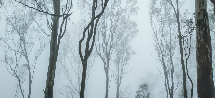 Nandi Hills