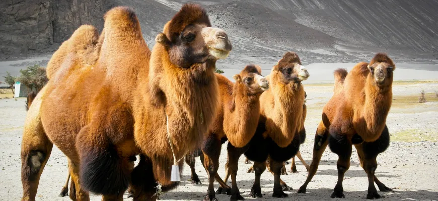 Camel ride, Leh Ladakh, RenTrip