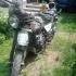 Himalayan - 2